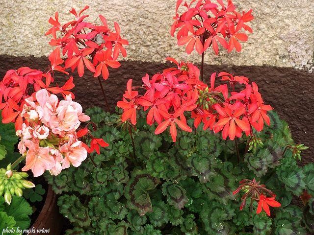 pelargonije