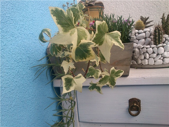 moj balkon
