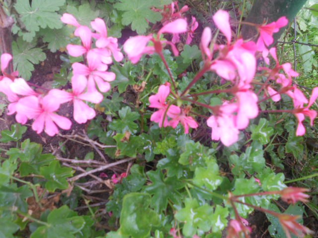 pelargonije roze viseće