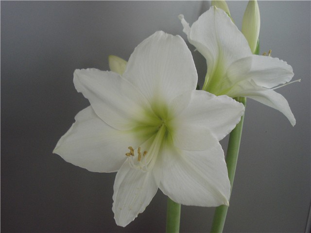amarilis5