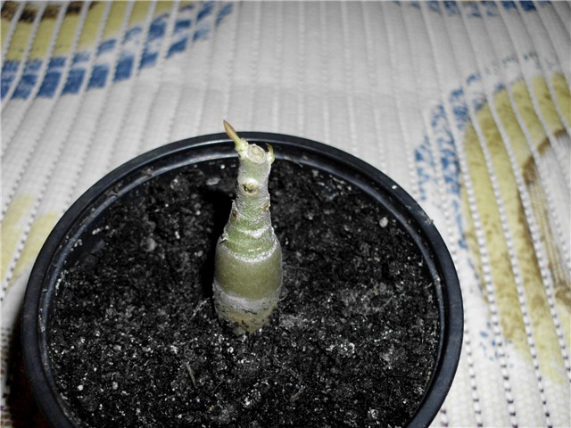 adenium8