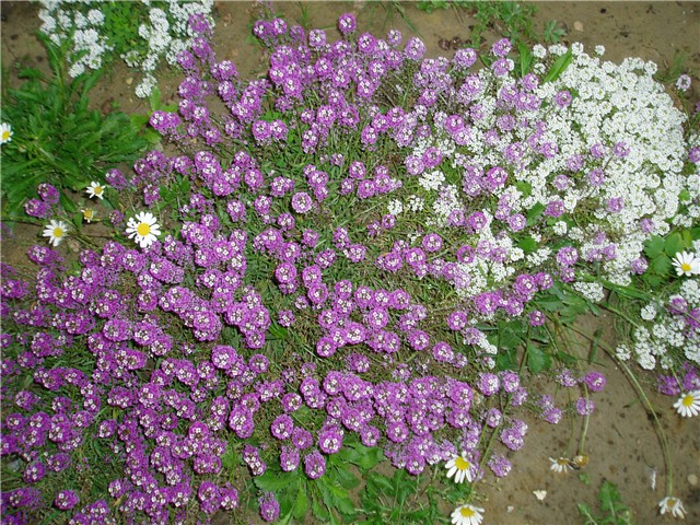 danas