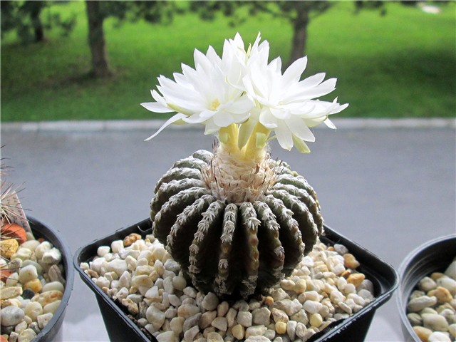 discocactus horstii