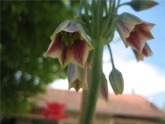 Bugarski luk -  Nectaroscordum