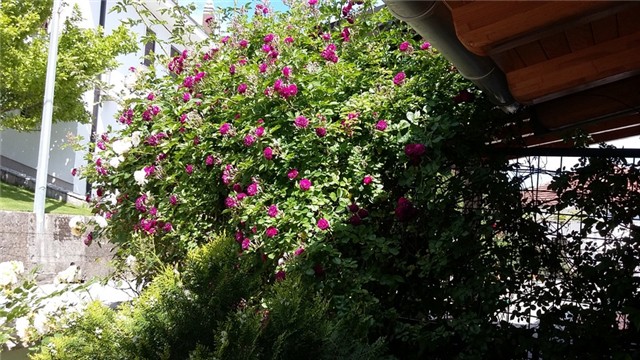 blue magenta