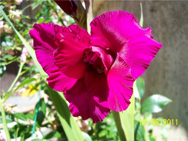 Gladiole