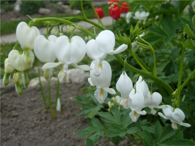 Dicentra spectabilis Alba