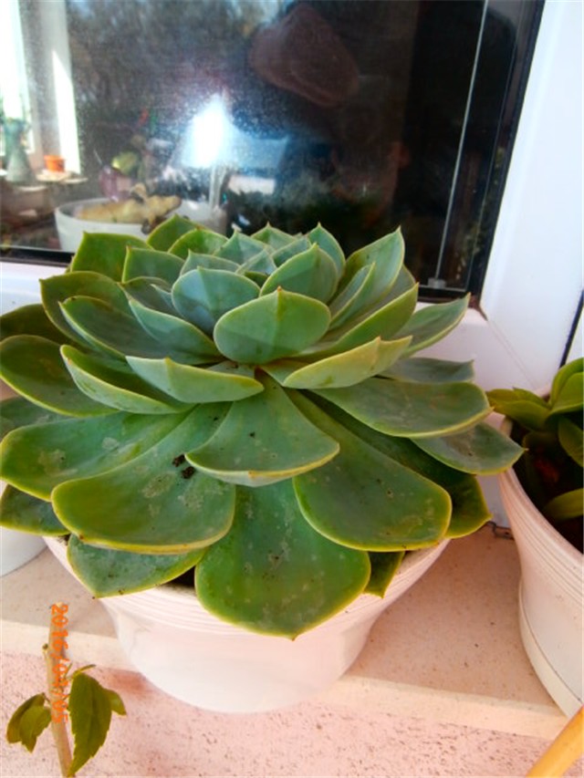 echeveria5