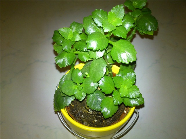 kalanchoe