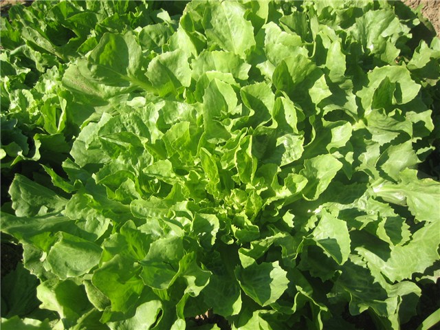salata