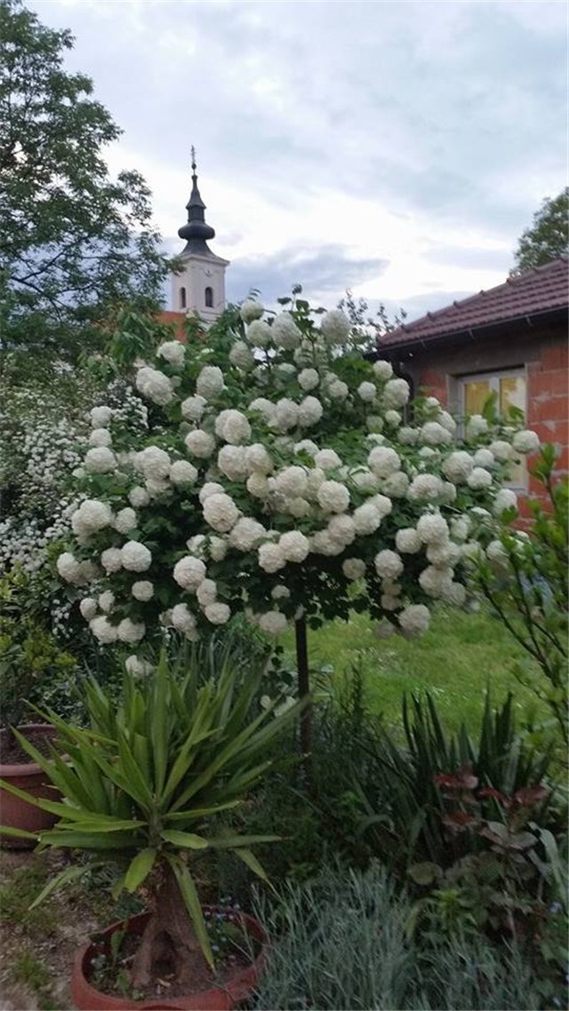 viburnum