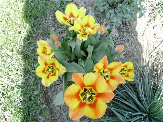 tulipani2