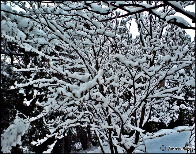 magnolija pod snijegom