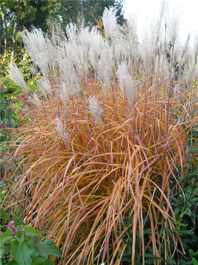 Miscanthus sinensis - u jesen