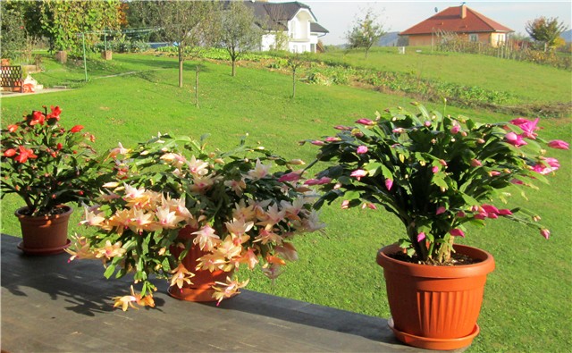 Schlumbergera truncata