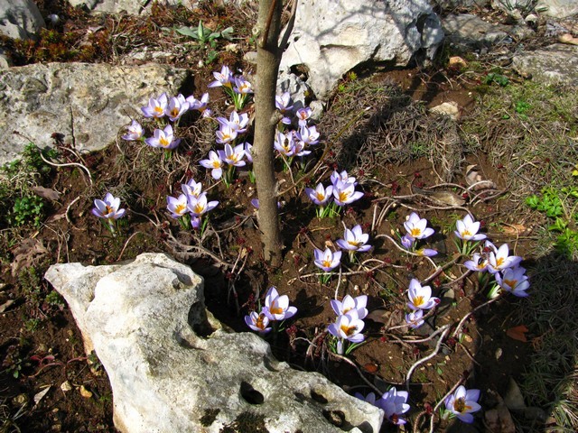 Crocus