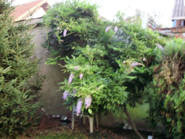 glicinija