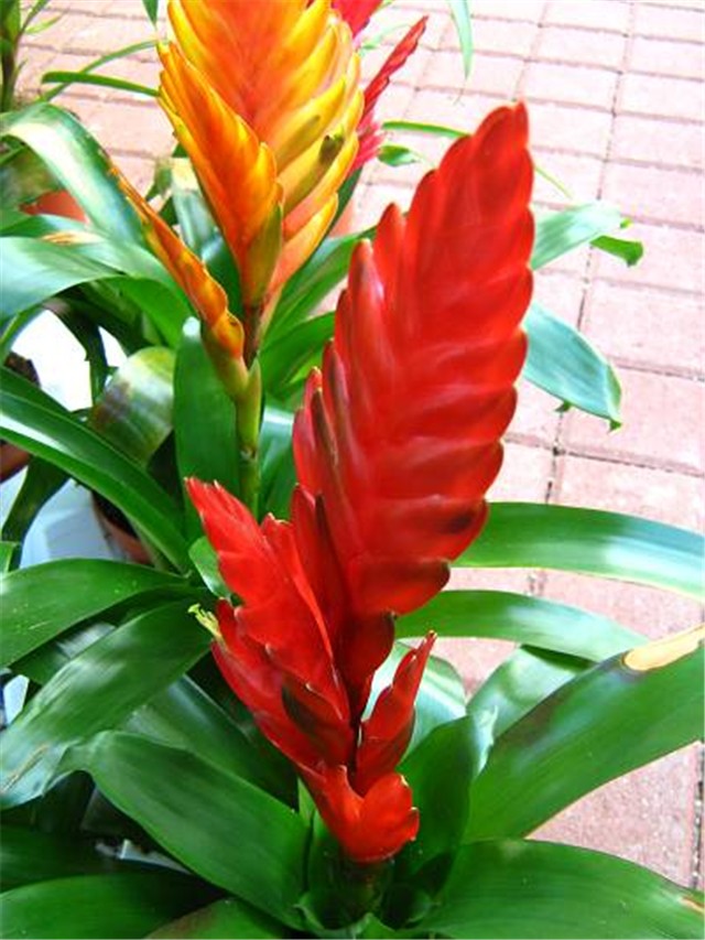 Vrijeseja splendens
