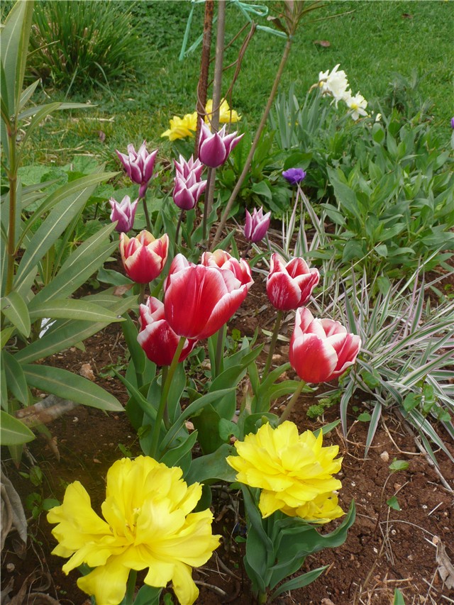 tulipani