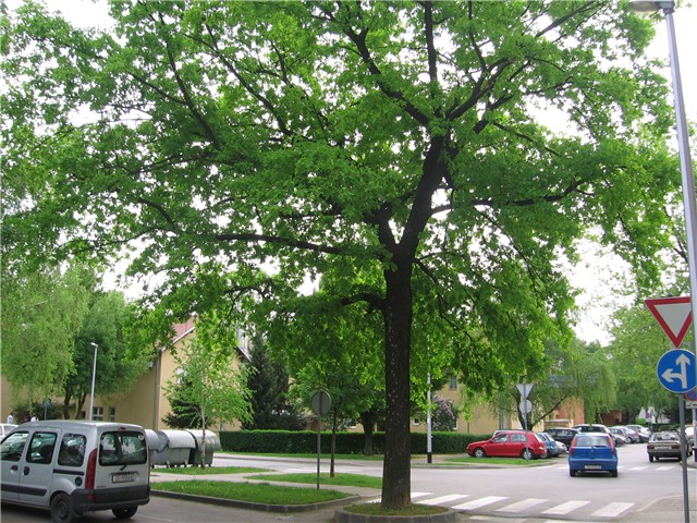 Drveće Gajnica1
