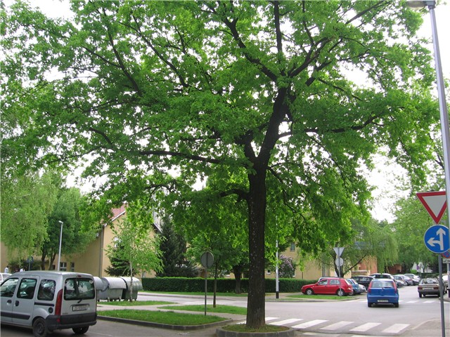 Drveće Gajnica1