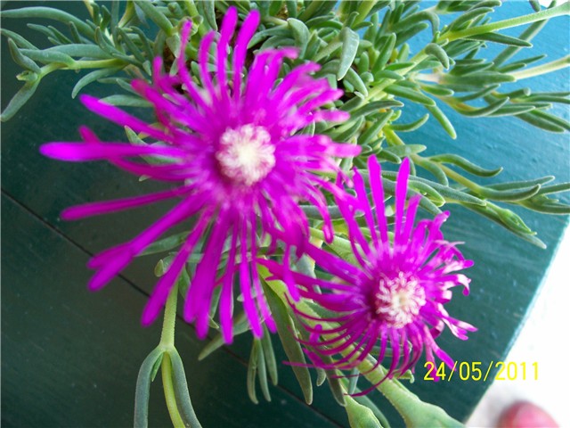 Delosperma cooperi