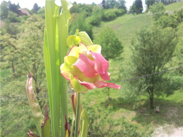 Saracenija-cvijet