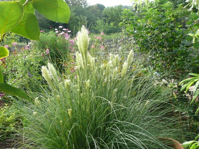 pampas
