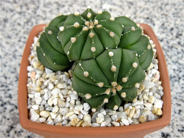 Astrophytum asterias v. nudum (?)
