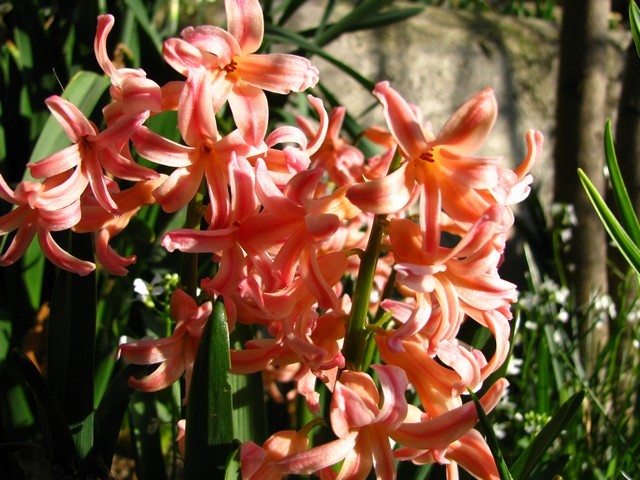 Hyacinthus 