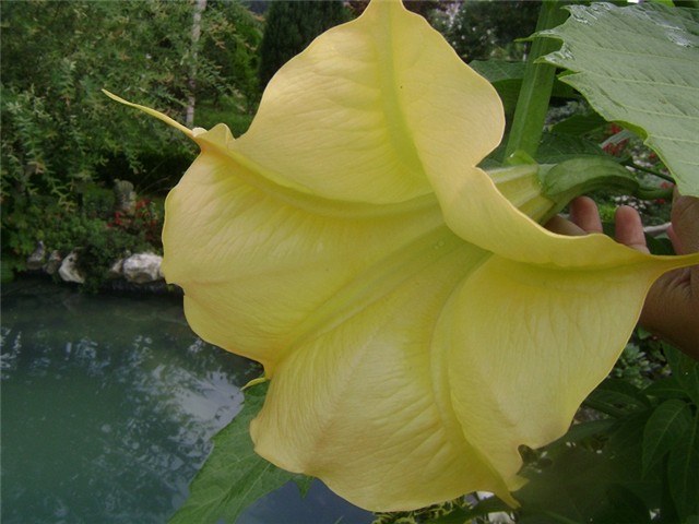 datura