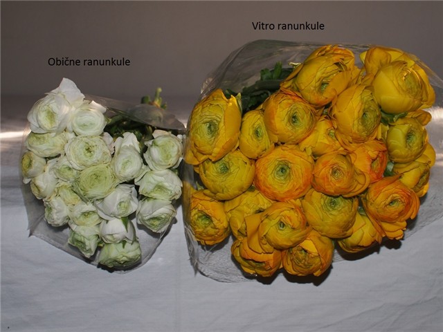 obične ranunkule i vitro ranunkule