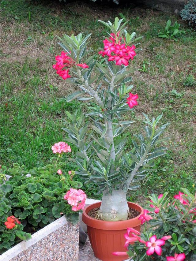 Adenium obesum