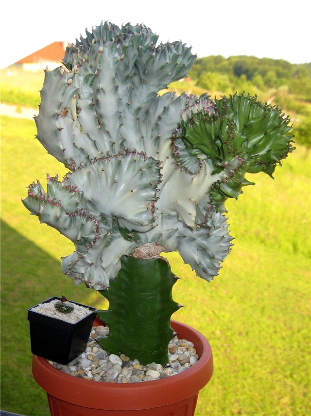 E. lactea cristata, Blosfeldia