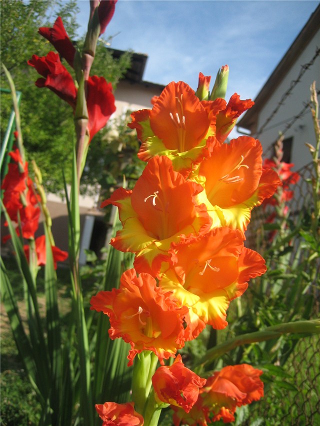 Gladiola