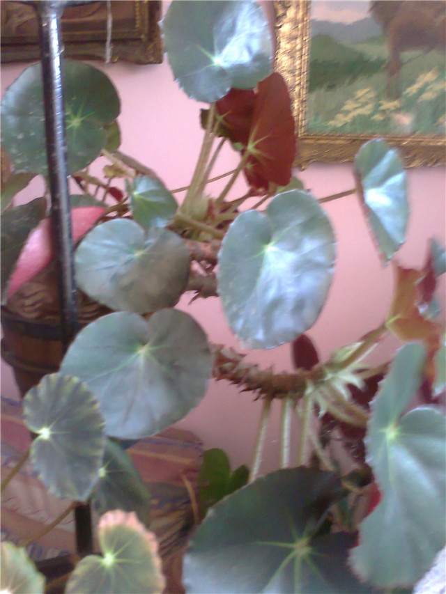 begonia sobna