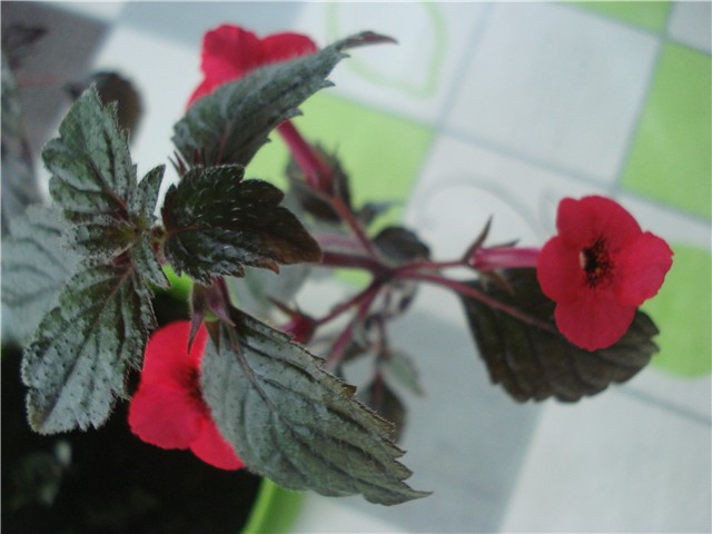 achimenes1