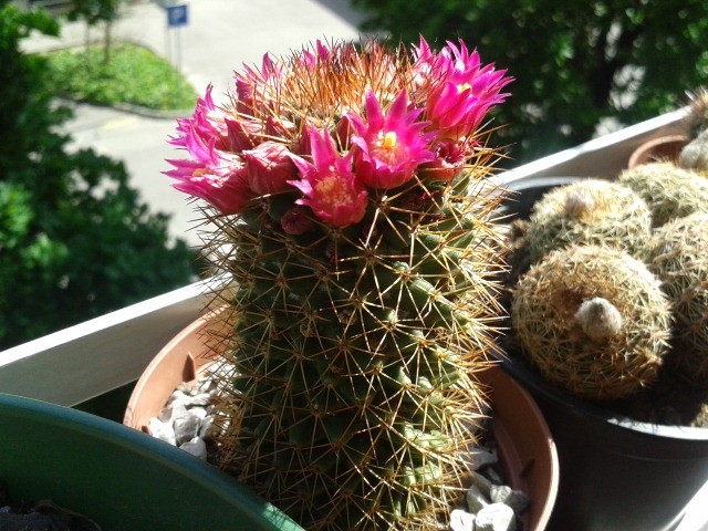 Mammillaria 