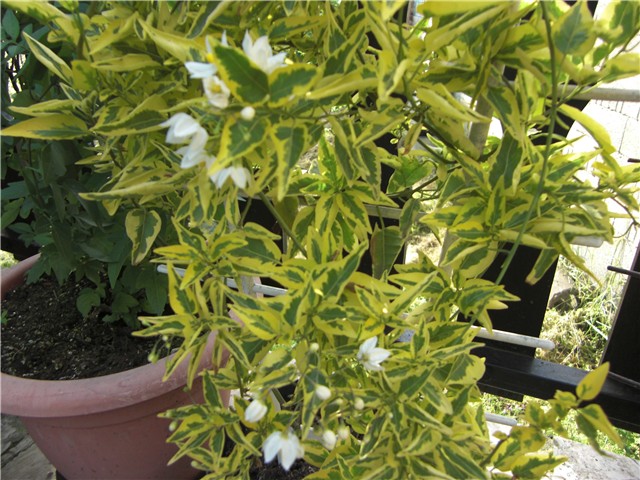 solanum jasminoides