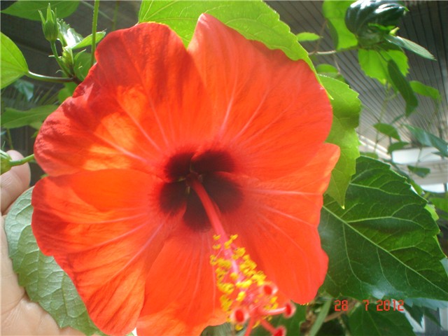 hibiskus