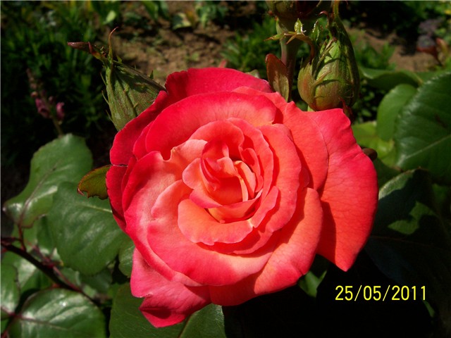 Ruža...pelcana iz krsnog buketa moga Silvija pred 23.godine.