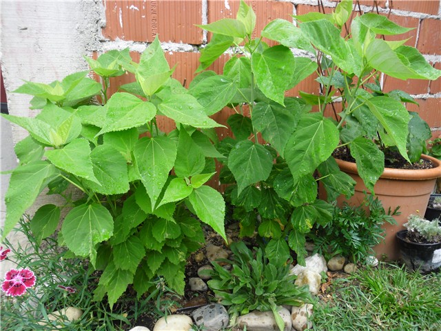 močvarni hibiskus