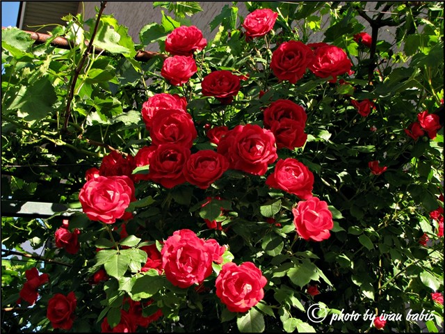 crvene ruže
