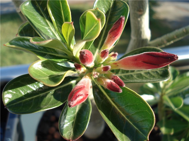 adenium pupovi