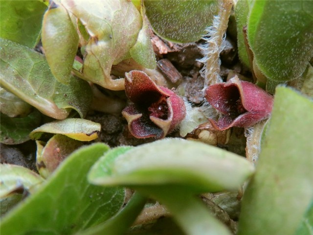 kopitnjak asarum