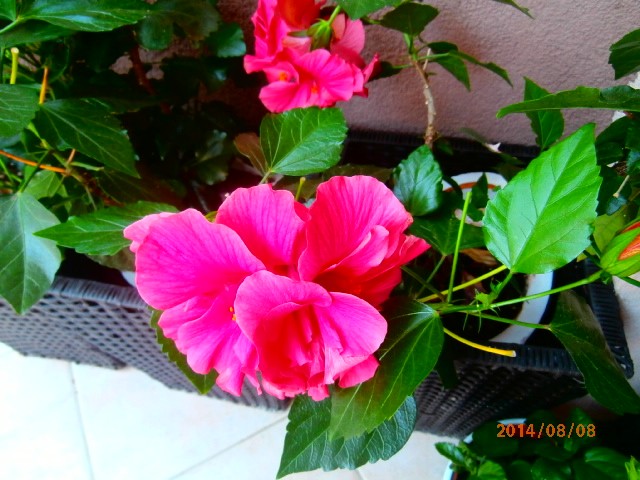 hibiskus