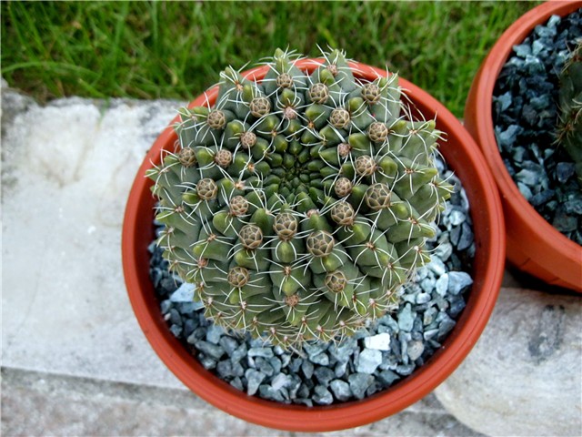 Gymnocalycium 