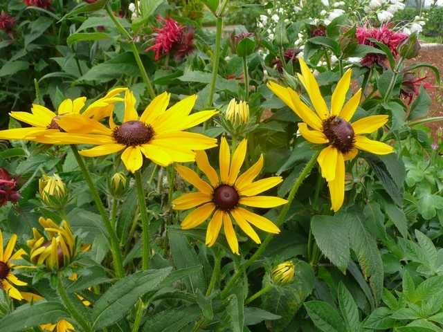 rudbeckia