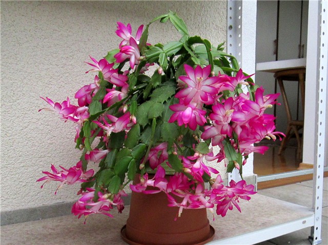 Schlumbergera