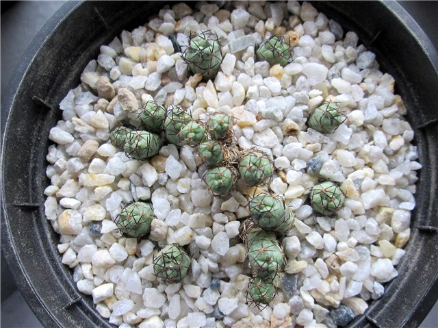 Ortegocactus macdougallii